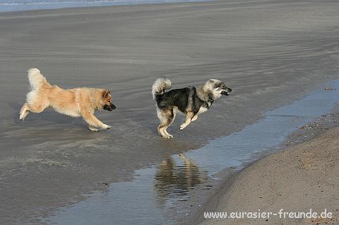 (Foto Goslar)_daenemark_2010_IMG_9784_Blavand_Strand.jpg